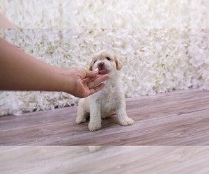 Malchi-Poodle (Toy) Mix Puppy for sale in FULLERTON, CA, USA