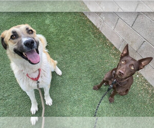 Medium Photo #4 Australian Kelpie-Unknown Mix Puppy For Sale in Lakewood, CO, USA