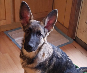 German Shepherd Dog Puppy for sale in BEVERLY, MA, USA