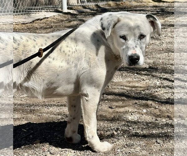 Medium Photo #4 Mutt Puppy For Sale in Las Vegas, NM, USA