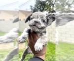 Small Photo #2 French Bulldog Puppy For Sale in NEW ORLEANS, LA, USA