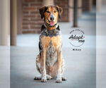 Small #16 Mutt