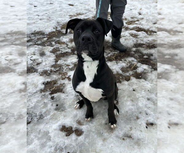 Medium Photo #4 Mutt Puppy For Sale in Evansville, IN, USA