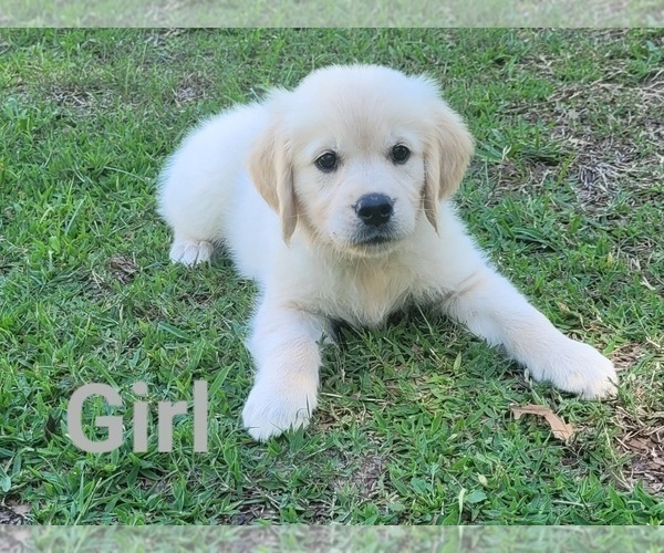 Medium Photo #6 English Cream Golden Retriever Puppy For Sale in WEEKI WACHEE, FL, USA