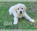 Small Photo #6 English Cream Golden Retriever Puppy For Sale in WEEKI WACHEE, FL, USA