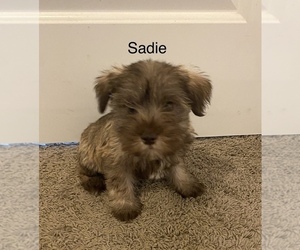 Schnauzer (Miniature) Puppy for sale in EL CAMPO, TX, USA