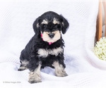 Puppy Penny Schnauzer (Miniature)