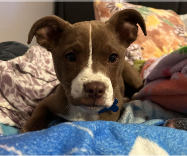 Medium Photo #1 Mutt Puppy For Sale in Plainfield, IL, USA