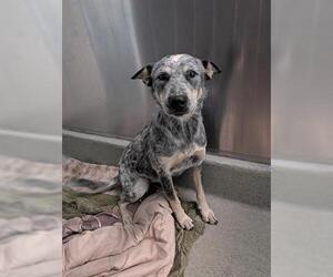 Mutt Dogs for adoption in San Martin, CA, USA