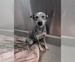 VANYA - Male Mutt Dog for Adoption - Small photo