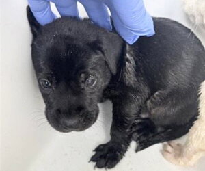 Mutt Dogs for adoption in Houston, TX, USA