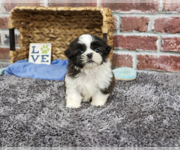Medium Photo #4 Shih Tzu Puppy For Sale in SYRACUSE, IN, USA