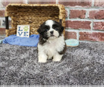 Small #3 Shih Tzu