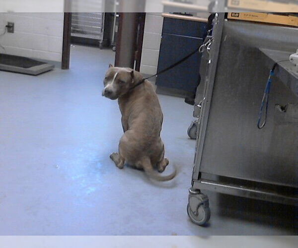 Medium Photo #1 Mutt Puppy For Sale in Fayetteville, NC, USA