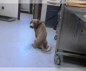 Mutt Dogs for adoption in Fayetteville, NC, USA