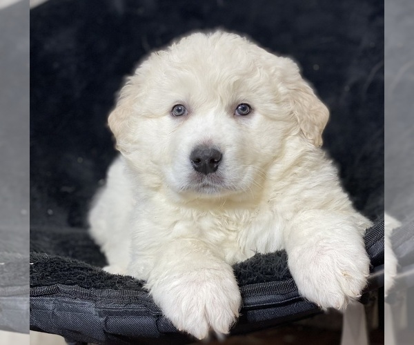 Medium Photo #5 Great Pyrenees Puppy For Sale in CANOGA, NY, USA