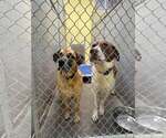 Small Photo #2 Labbe Puppy For Sale in Crystal, MN, USA
