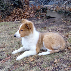 Collie Puppy for sale in HALETHORPE, MD, USA