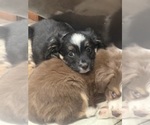 Small #3 Miniature Australian Shepherd