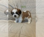 Small Shih Tzu