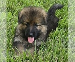 Small #1 German Shepherd Dog