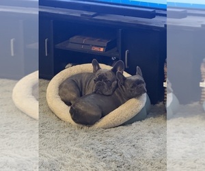 Father of the French Bulldog puppies born on 02/16/2026