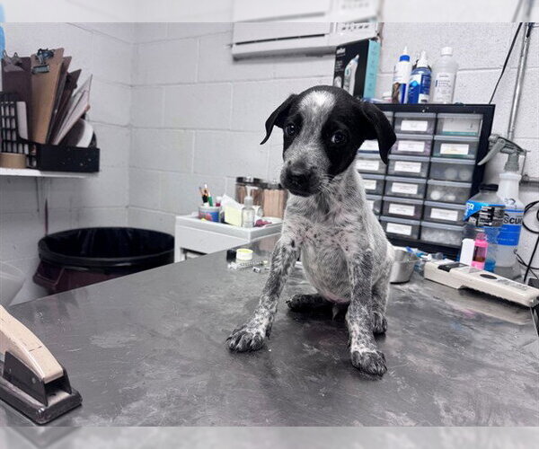 Medium Photo #1 German Wirehaired Pointer-Unknown Mix Puppy For Sale in San Andreas, CA, USA