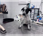 Small German Wirehaired Pointer Mix