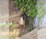 Small American Staffordshire Terrier Mix