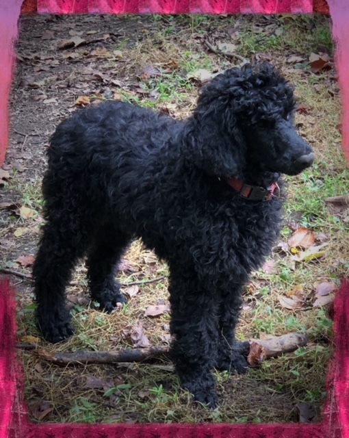 Medium Photo #1 Poodle (Standard) Puppy For Sale in WINSTON SALEM, NC, USA