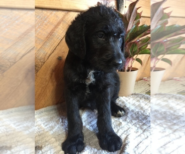 Medium Photo #2 Labradoodle Puppy For Sale in CHETEK, WI, USA