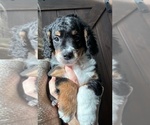 Puppy Puppy 2 Bernedoodle (Miniature)