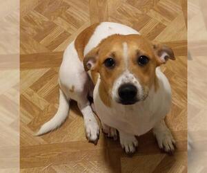 Basset Hound Dogs for adoption in San Antonio, TX, USA