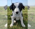 Small #3 Border Collie