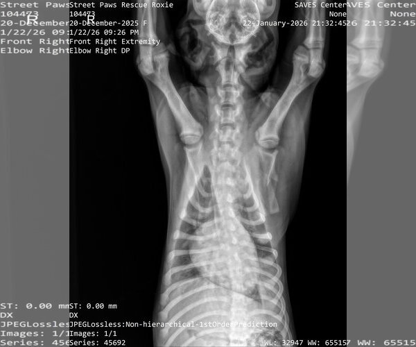 Medium Photo #13 German Shepherd Dog Puppy For Sale in McDonough, GA, USA