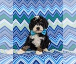 Small Photo #1 Miniature Bernedoodle Puppy For Sale in OXFORD, PA, USA