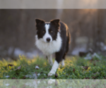 Small Photo #1 Border Collie Puppy For Sale in CONWAY, MO, USA