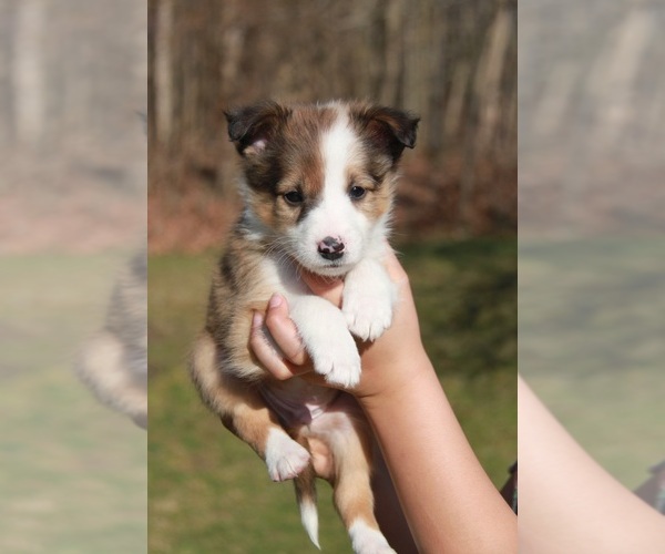 Medium Photo #3 Beagle-Shetland Sheepdog Mix Puppy For Sale in MEADVILLE, PA, USA