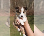 Small Photo #3 Beagle-Shetland Sheepdog Mix Puppy For Sale in MEADVILLE, PA, USA