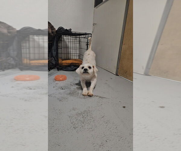 Medium Photo #4 Poodle (Miniature) Puppy For Sale in Studio City, CA, USA