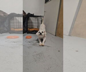 Fraizer Kern #0551 - Male Poodle (Miniature) Dog for Adoption - Photo #4