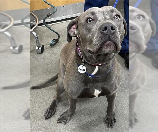 Medium Photo #1 Mutt Puppy For Sale in Forestville, MD, USA