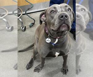 Mutt Dogs for adoption in Forestville, MD, USA