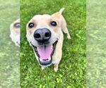 Small #4 Labrador Retriever Mix