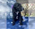 Small Photo #1 Double Doodle Puppy For Sale in FRIENDSWOOD, TX, USA