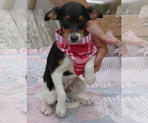 Medium Photo #2 Rat Terrier Puppy For Sale in Bandera, TX, USA