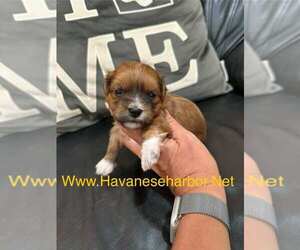 Havanese Puppy for sale in MBORO, TN, USA