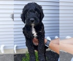 Puppy Cocoa Goldendoodle