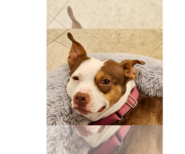 Medium Photo #1 Staffordshire Bull Terrier-Unknown Mix Puppy For Sale in Brewster, NY, USA