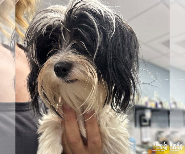Medium Photo #4 Shih Tzu-Unknown Mix Puppy For Sale in Washington, DC, USA